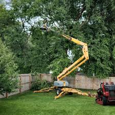 How Our Tree Care Process Works  in  Wake Forest, NC