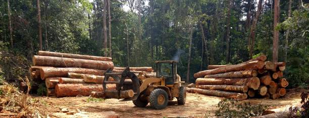 Seasonal Cleanup (Spring/Fall) in Wake Forest, NC