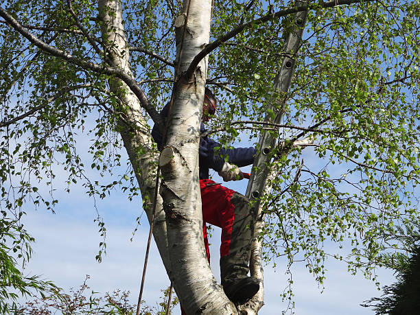 Leaf Removal in Wake Forest, NC